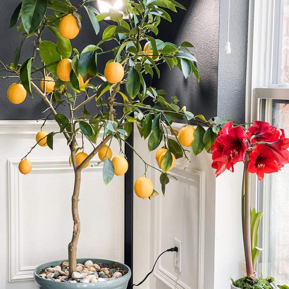 Photo of the plant species Meyer Lemon Tree on Greg, the plant care app
