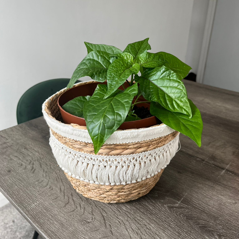 Photo of the plant species Pepper Plant by Mo named Naga morris on Greg, the plant care app