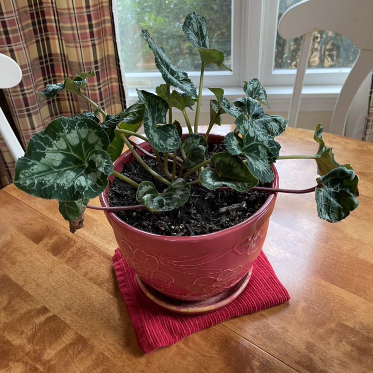 Persian Cyclamen plant photo by Patricia named Bella on Greg, the plant care app.