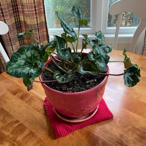 Persian Cyclamen plant photo by Patricia named Bella on Greg, the plant care app.