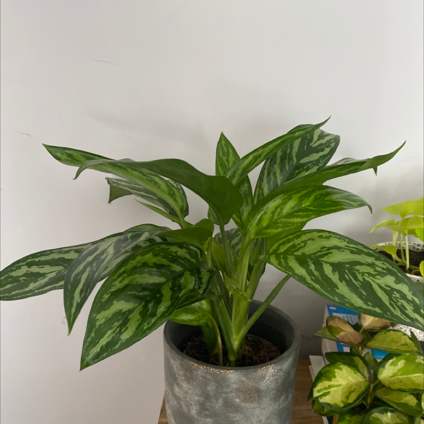 Healthy Aglaonema 'Tigress' plant in a pot with vibrant leaves.