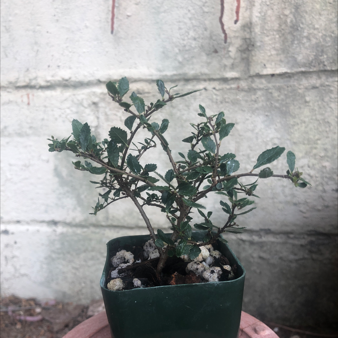A healthy Chinese Elm bonsai tree in a green plastic pot, with a gnarled trunk and small green leaves, against a concrete wall.