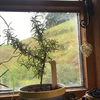 Rosemary plant in Ludlow, England
