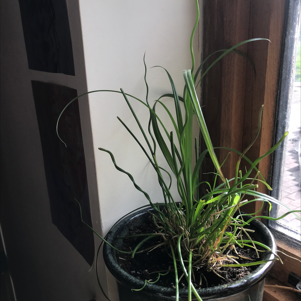 Potted Corkscrew rush plant near a window with visible soil and healthy green leaves.
