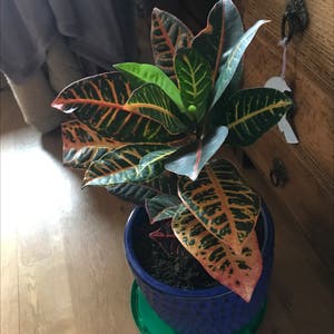 Gold Dust Croton plant photo by @JardindeKat named Marley on Greg, the plant care app.