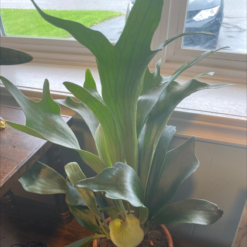 Photo of the plant species Platycerium Alcicorne by Tessa named Staghorn Fern on Greg, the plant care app