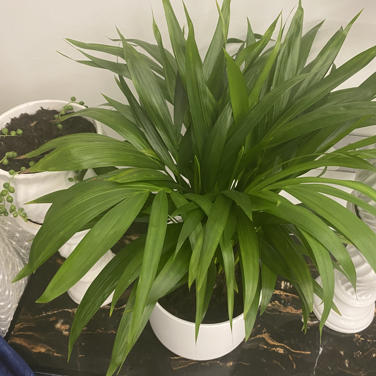 Healthy Christmas Palm in a white pot with green leaves, another plant in the background.