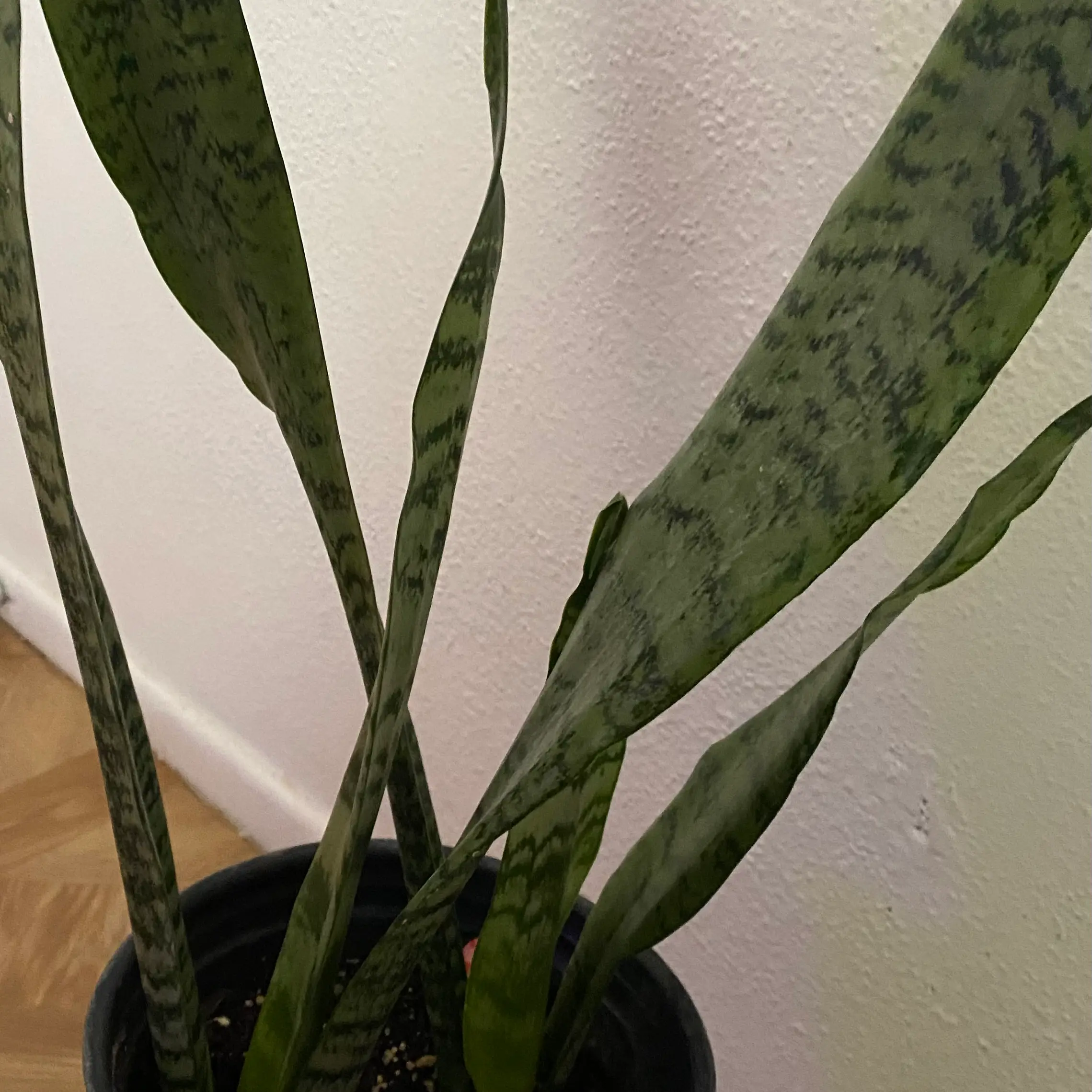 Snake Plant plant photo by @rosetintedcheeks named Jupiter on Greg, the plant care app.