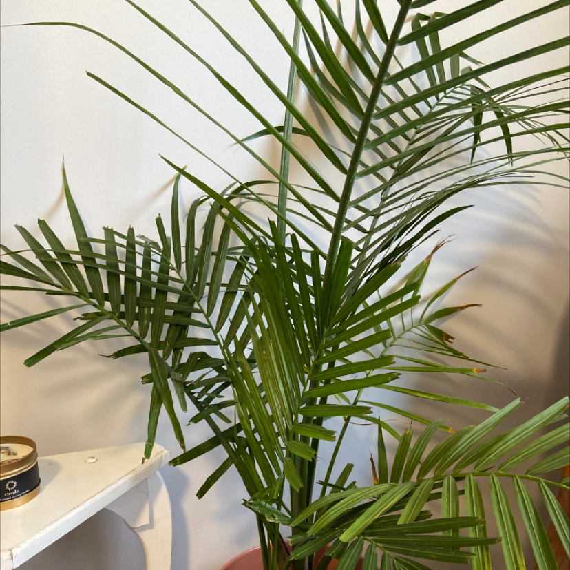 Photo of the plant species Cat Palm by Anja named Your plant on Greg, the plant care app