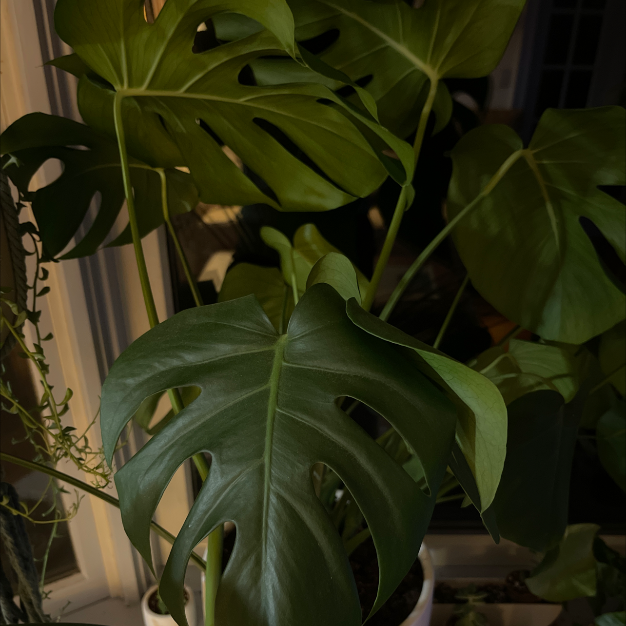 Monstera plant photo by Jason named Big Cheese on Greg, the plant care app.