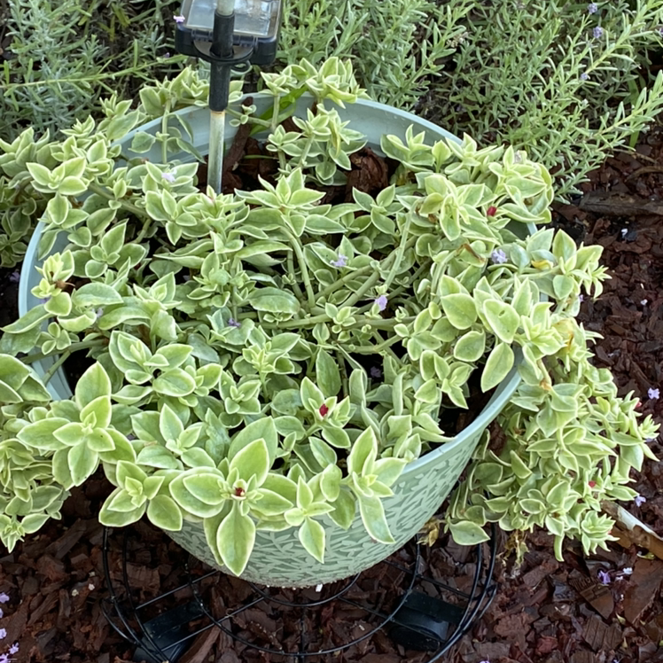 Baby Sun Rose plant photo by Angelina named Kendall on Greg, the plant care app.