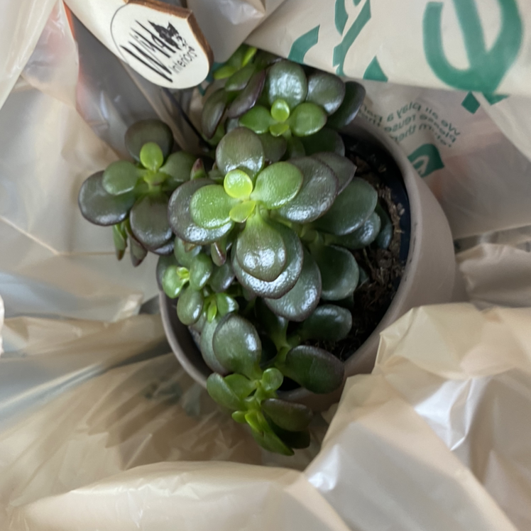 Lucky Plant plant photo by Angelina named Your plant on Greg, the plant care app.