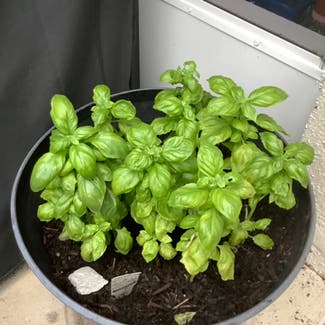 Sweet Basil plant in New Port Richey, Florida