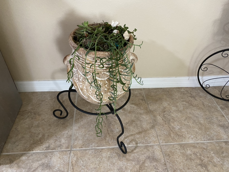 String of Bananas plant photo by Angelina named Your plant on Greg, the plant care app.