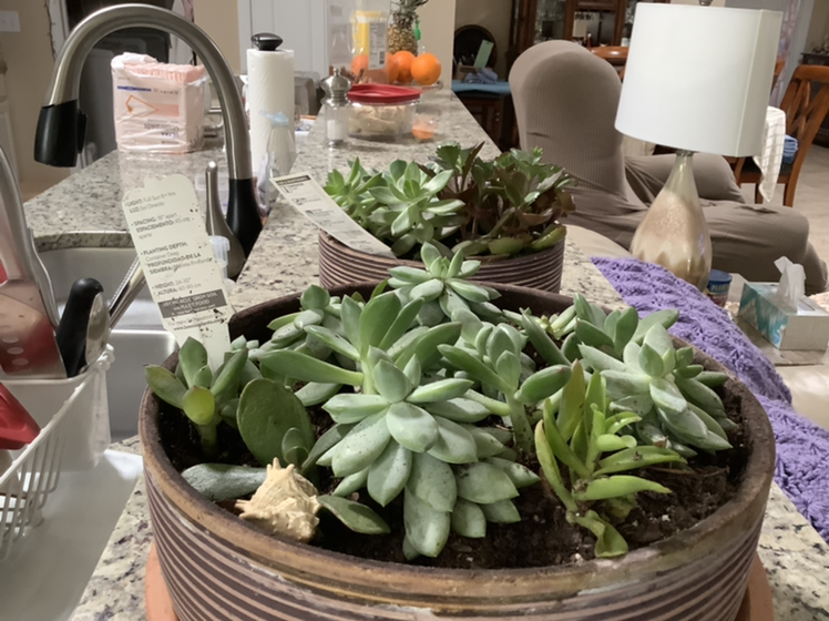 Bear's Paw plant photo by Angelina named Osmo on Greg, the plant care app.
