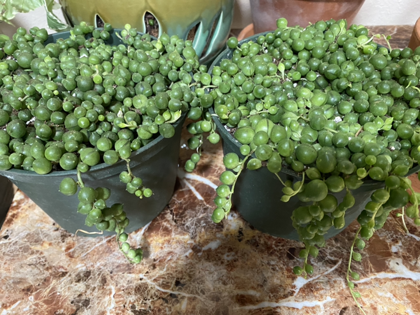 String of Pearls plant photo by Angelina named Your plant on Greg, the plant care app.