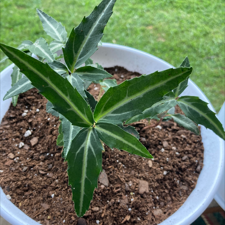 Potted Spotted Wintergreen plant with variegated leaves in focus.