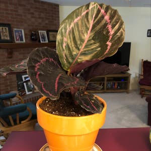 Rose Calathea plant photo by Cindy2016 named Polly on Greg, the plant care app.