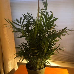 Parlour Palm plant photo by Cindy2016 named Lola on Greg, the plant care app.