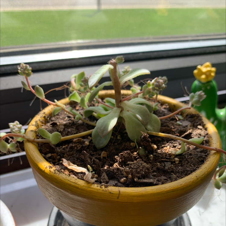 Potted Purdy's Stonecrop with some yellowing and browning leaves, visible soil.