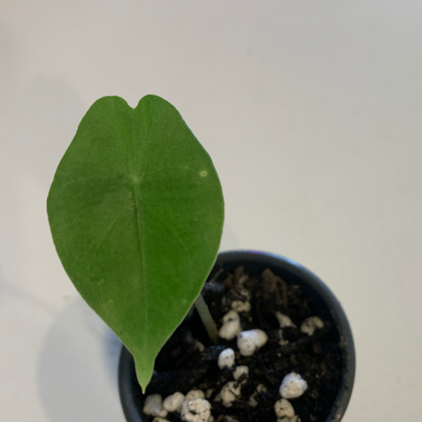 Single leaf of an Alocasia Pink Dragon plant in a small pot with visible soil.