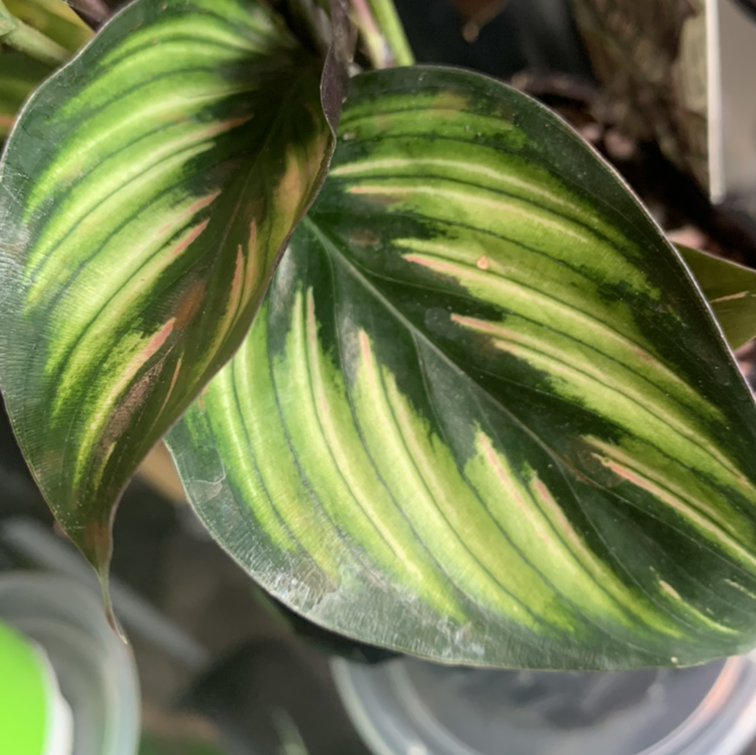 Close-up of a Calathea 'Beauty Star' leaf with green and light green stripes and some brown spots.