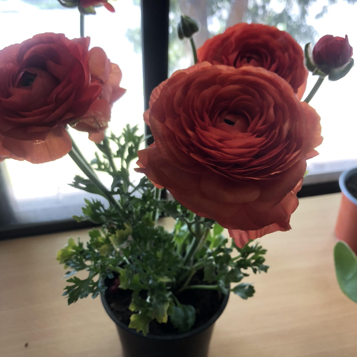 Photo of the plant species Ranunculus Asiaticus by @clairehannah named Maya on Greg, the plant care app