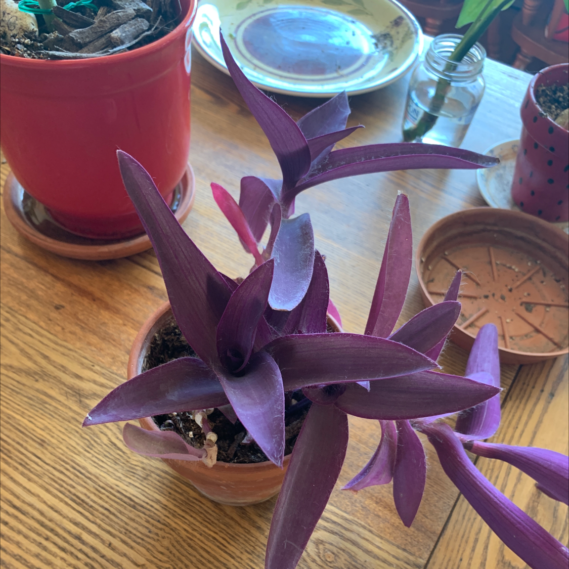 A healthy Purple Heart plant with vibrant purple and green pointed leaves, potted and placed on a wooden surface with other plants nearby.