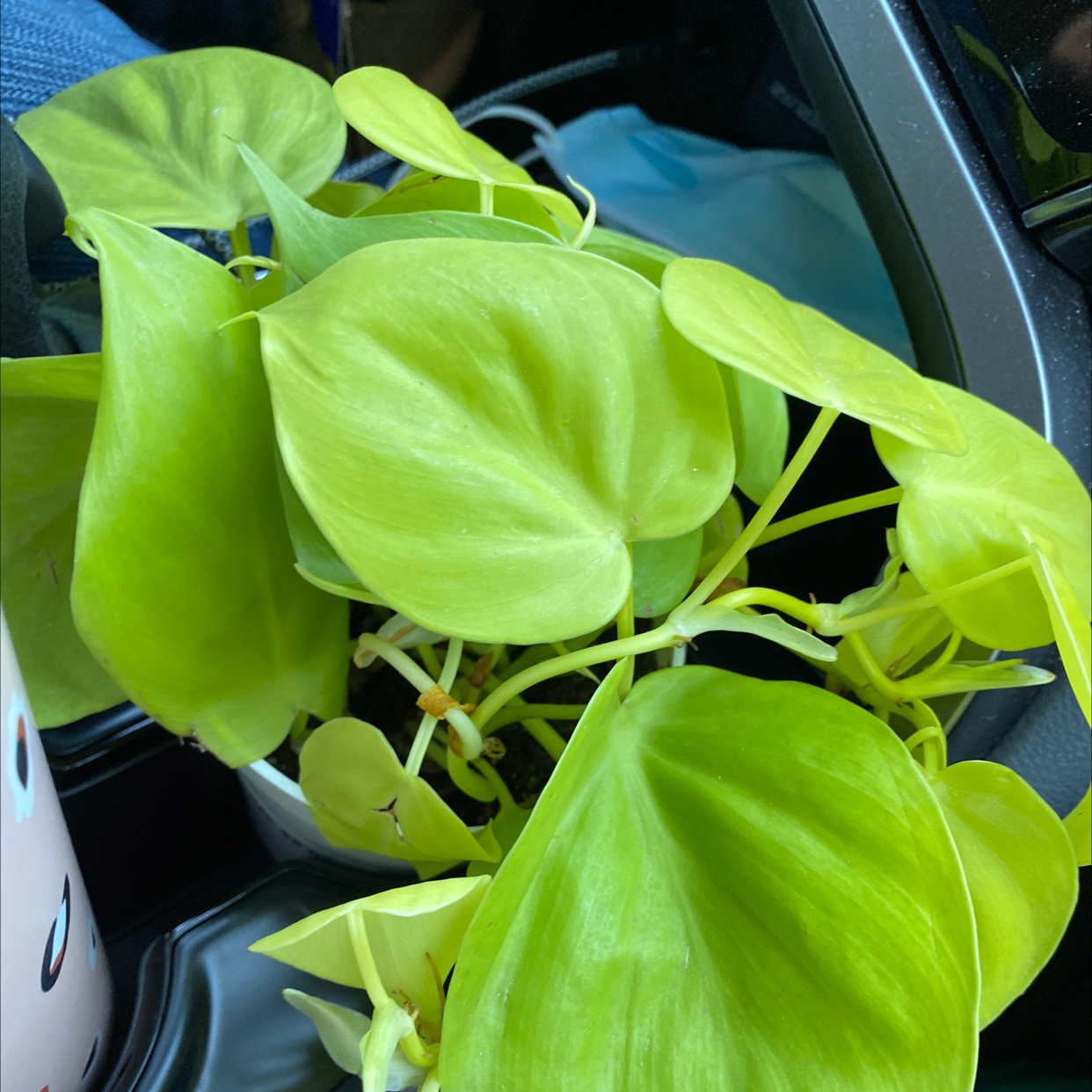 Philodendron Lemon Lime plant with vibrant green leaves, appears healthy.