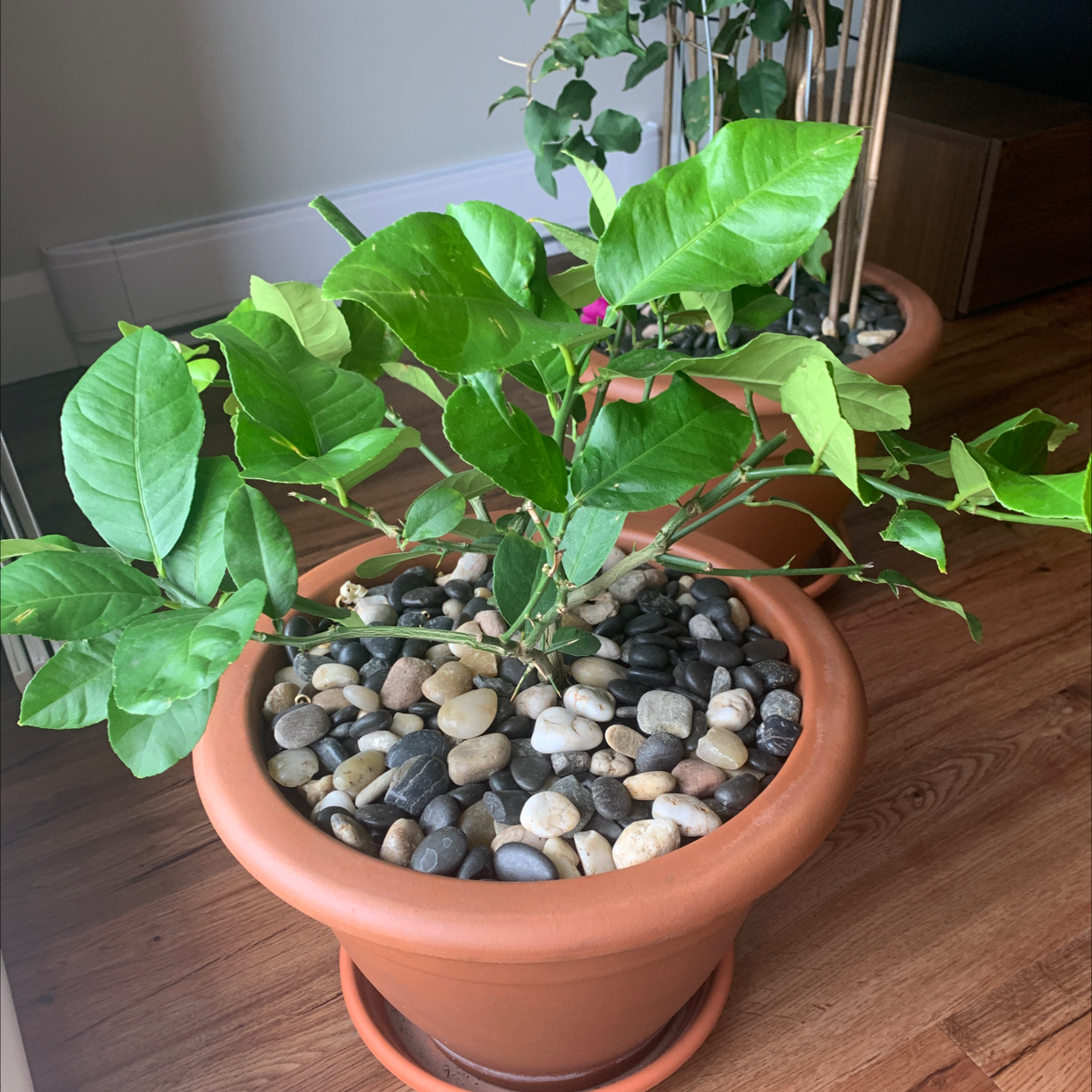 Photo of the plant species Arabian Jasmine by Azza named My lemon tree on Greg, the plant care app