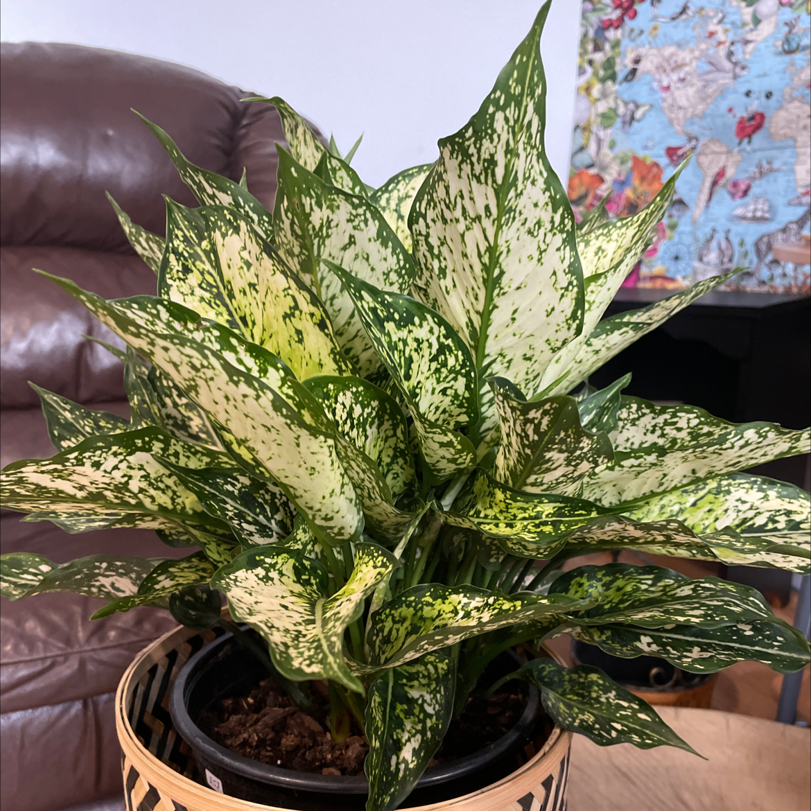 Aglaonema 'Spring Snow' plant with vibrant green and white variegated leaves in a decorative pot.