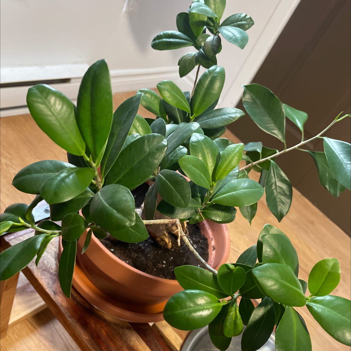 Ficus Ginseng plant photo by Emmanuelle named Wall-E on Greg, the plant care app.