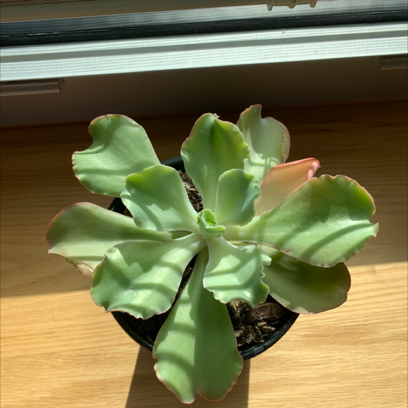 Photo of the plant species Echeveria 'Takasago No Okina' by @lilla named Lucas on Greg, the plant care app