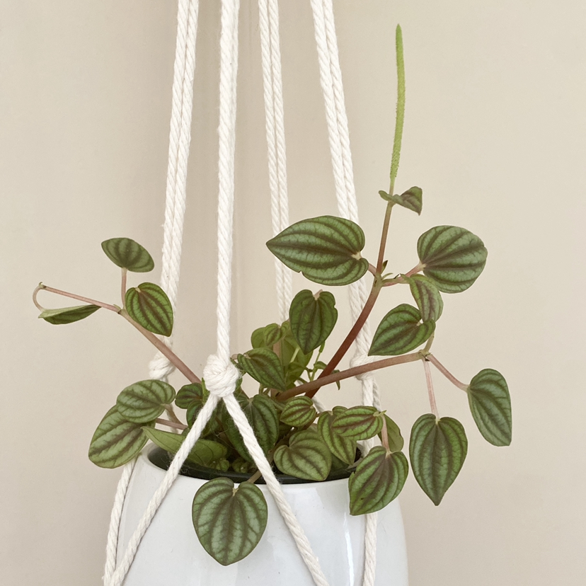 Photo of the plant species Piccolo banda by @CaitysPlants named Peperomia Piccolo on Greg, the plant care app