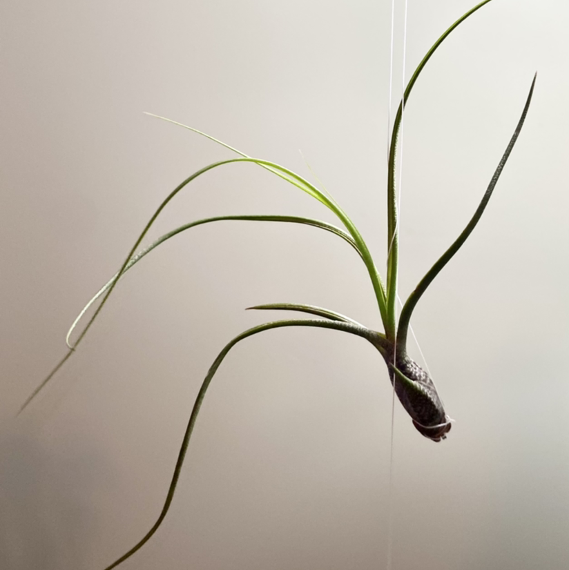 Photo of the plant species Bulbosa Air Plant by @CaitysPlants named Air Plant #2 on Greg, the plant care app