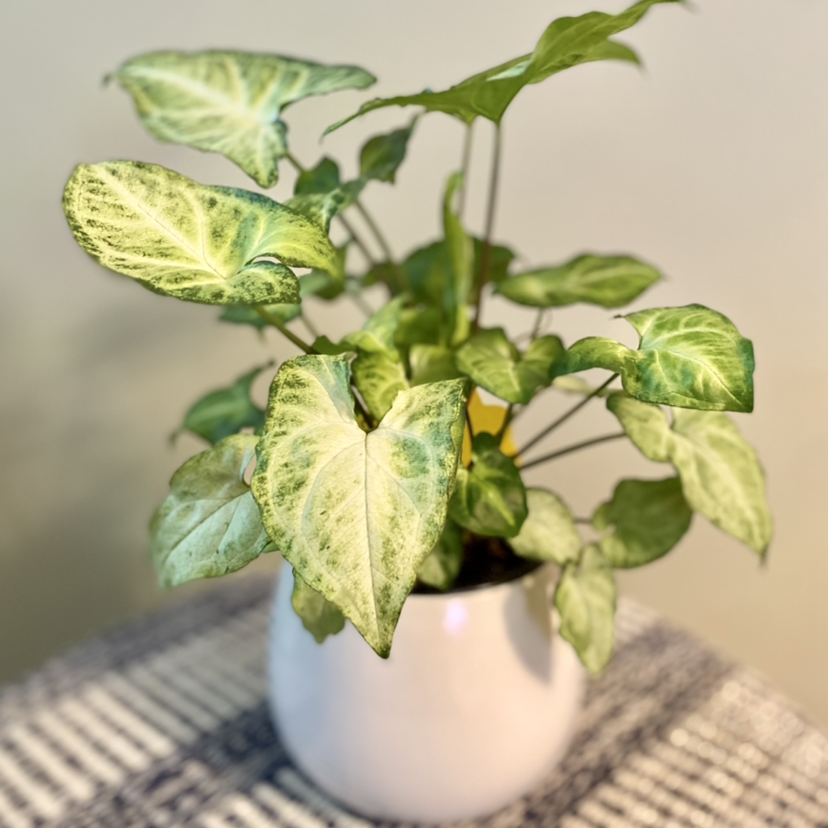 Photo of the plant species Arrowhead Plant by @CaitysPlants named Syngonium Podophyllum ‘White Butterfly’ on Greg, the plant care app