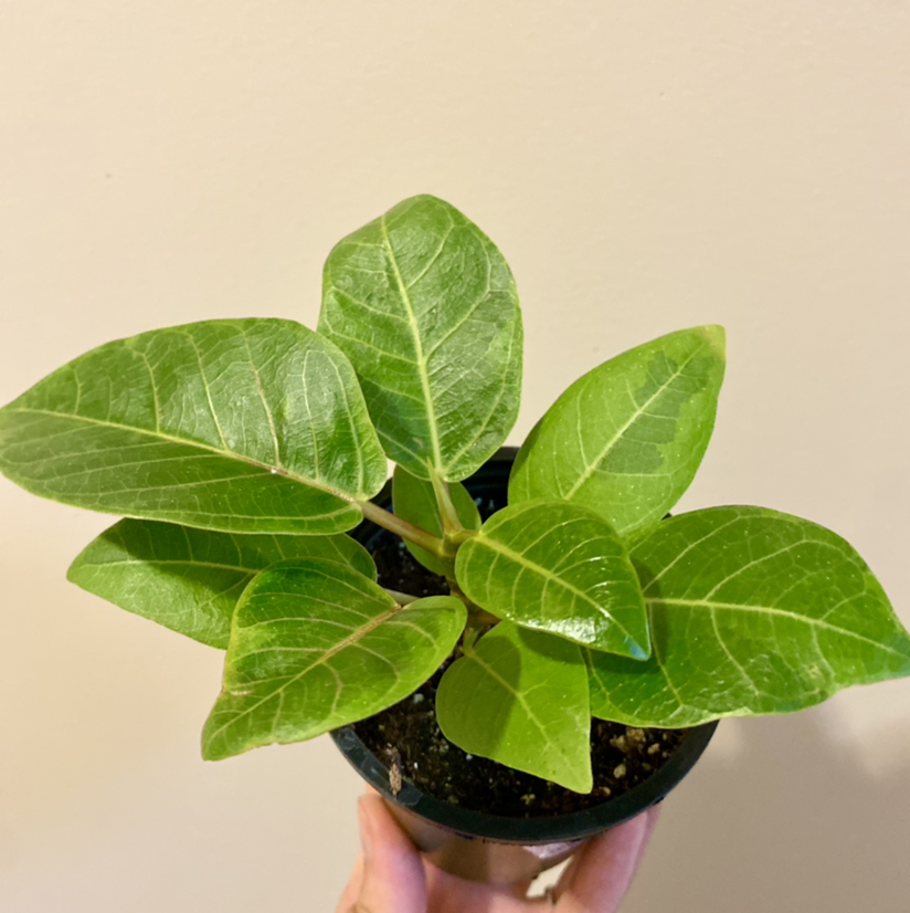 Photo of the plant species Council Tree by @CaitysPlants named Ficus ‘Altissima Variegata’ on Greg, the plant care app