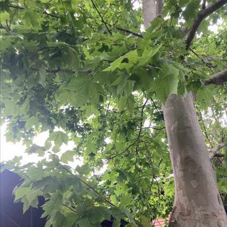 Photo of the plant species Norway Maple by Jacklyn named Your plant on Greg, the plant care app