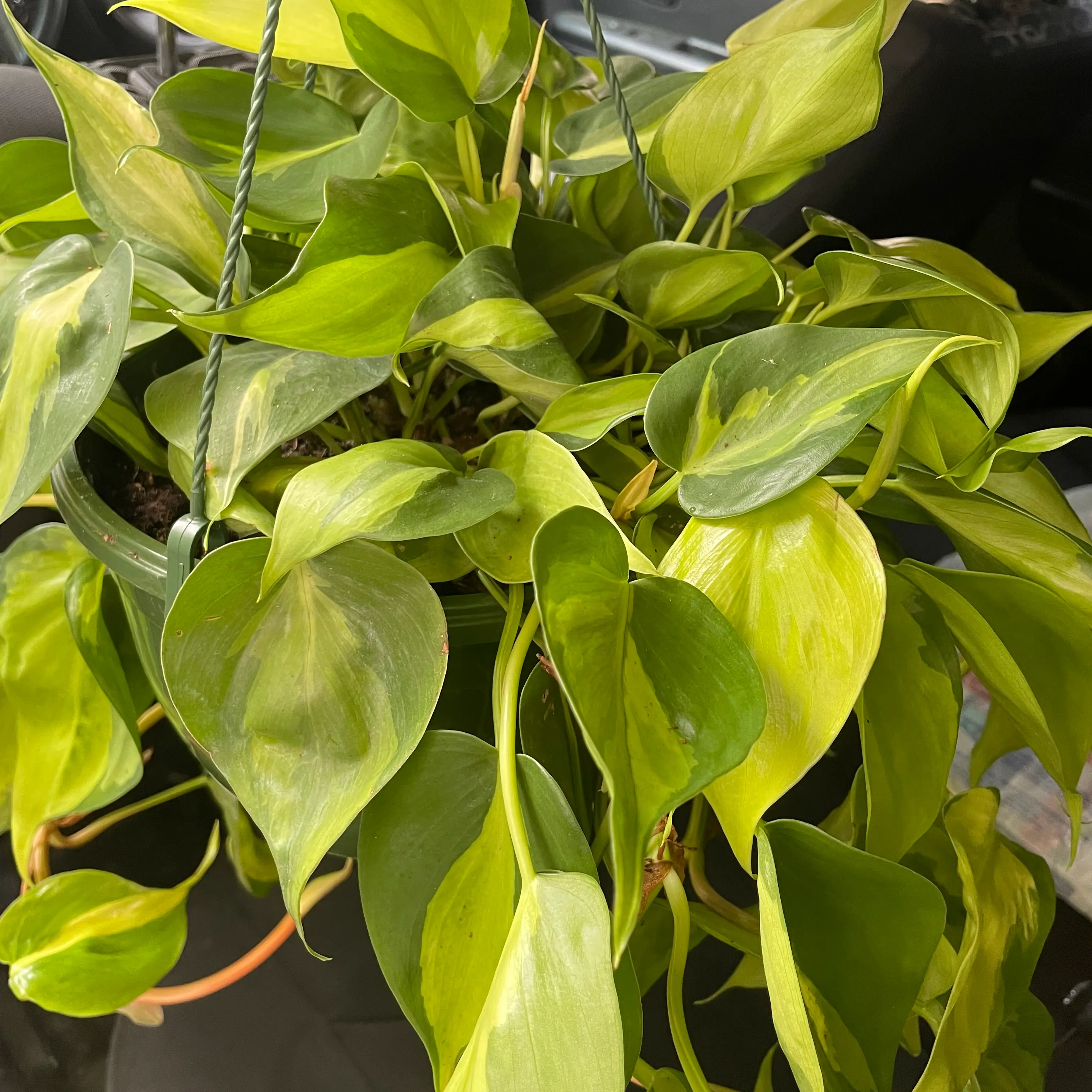 Brazil Philodendron with vibrant green and yellow variegated leaves in a hanging pot.