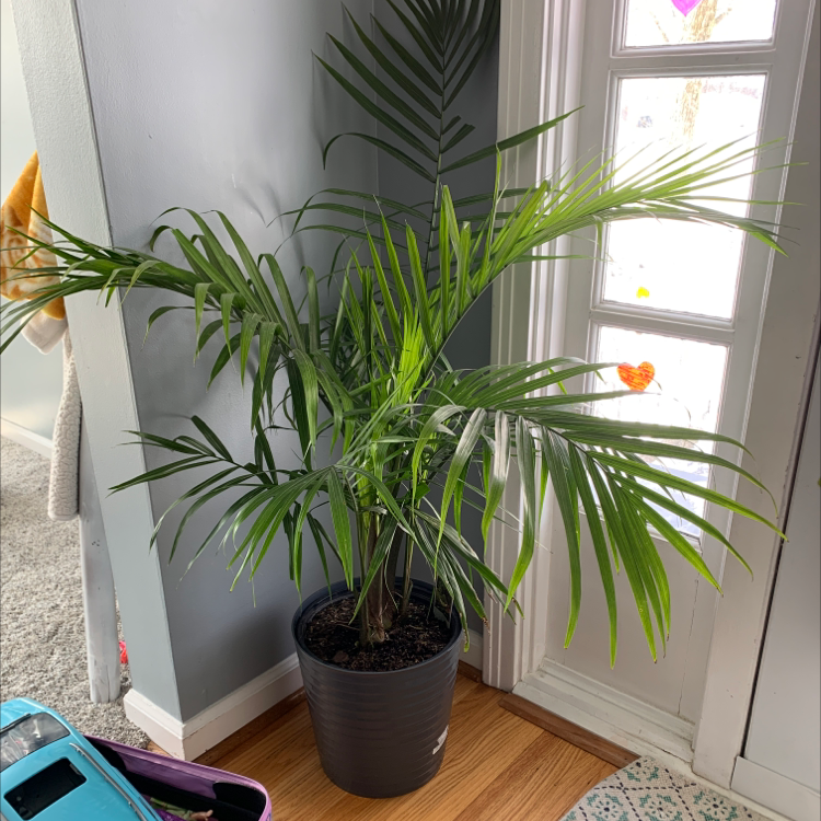 Healthy pygmy date palm with long, arching green fronds in a black pot near a bright window.