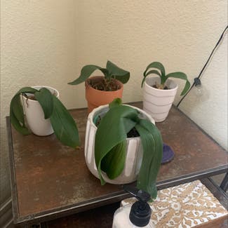 Orchid plant in Reno, Nevada