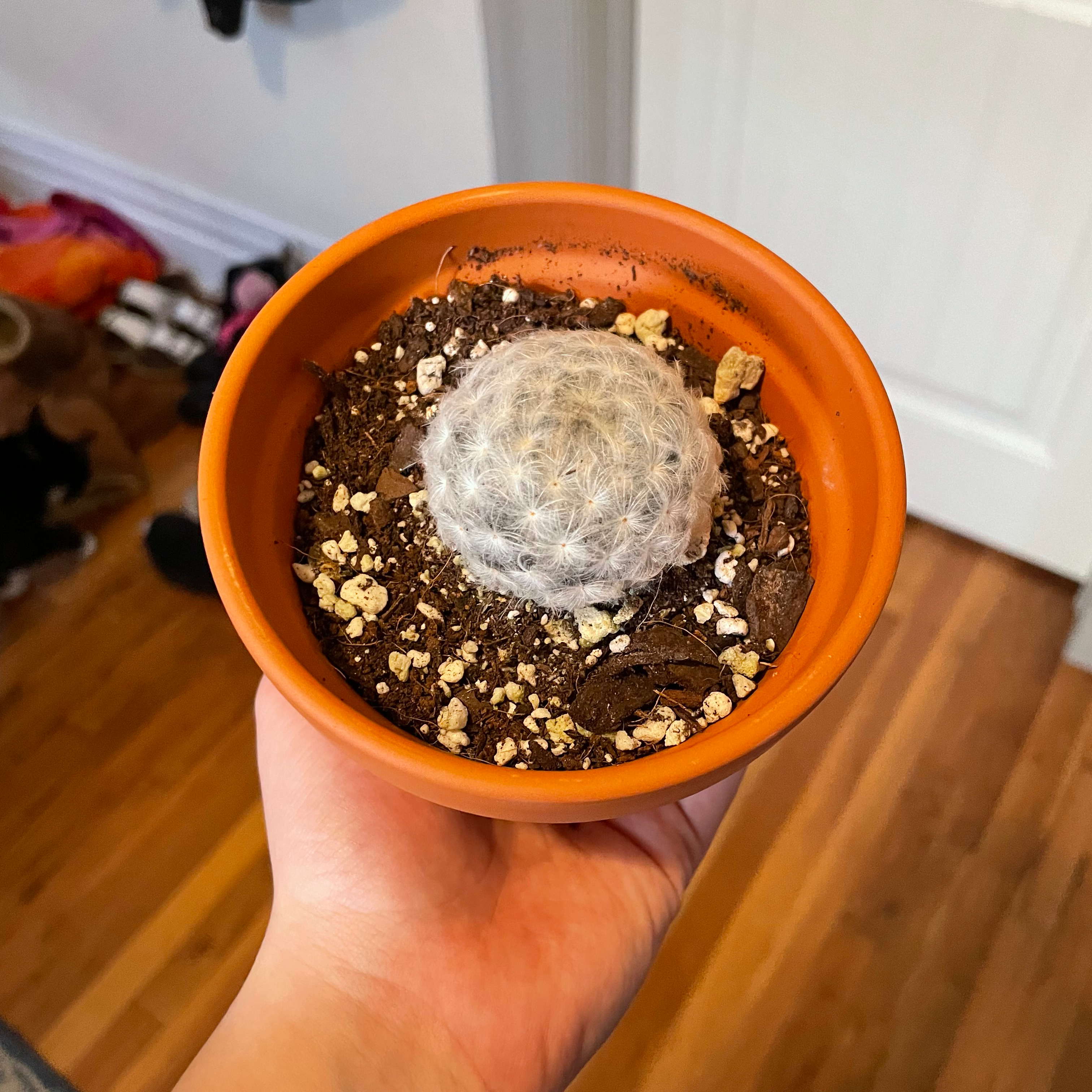 Feather Cactus in an orange pot held by a hand, with visible soil.