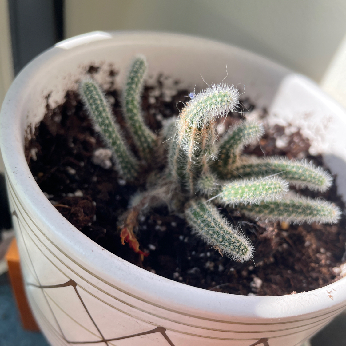 Photo of the plant species Peanut Cactus by @sierrabeann named Forgotten on Greg, the plant care app