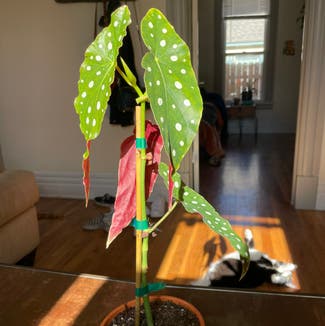 Polka Dot Begonia plant in Reno, Nevada