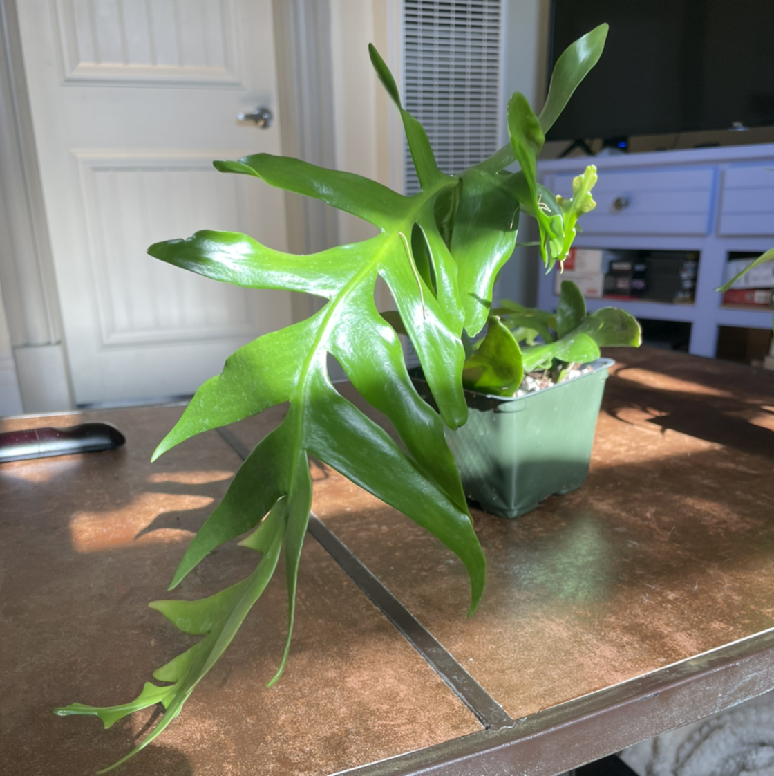 Healthy shark fin cactus with vibrant green leaves in a small pot on a table indoors.