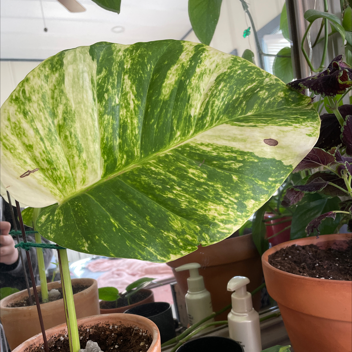 Photo of the plant species Hawaiian Pothos by @sierrabeann named Daddy Pothos on Greg, the plant care app