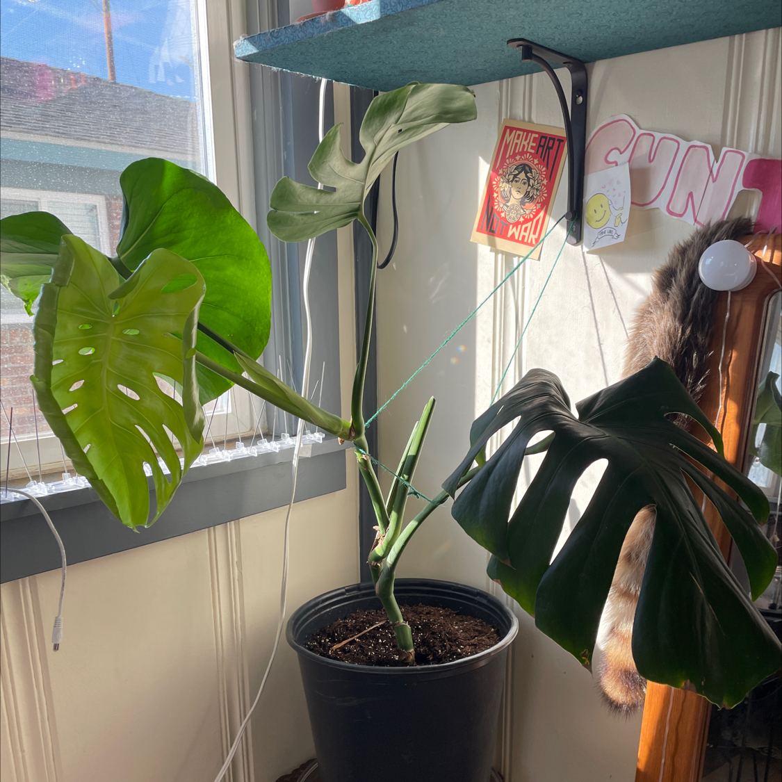Monstera plant photo by @sierrabeann named Mama Monsty on Greg, the plant care app.