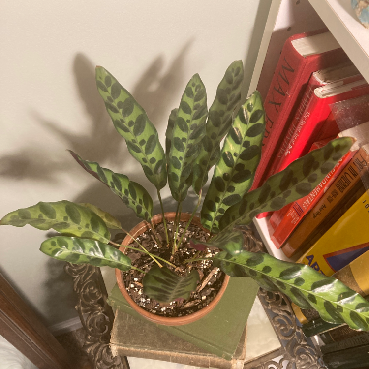 Rattlesnake Plant plant photo by @gillian.lingo named Severus Snake on Greg, the plant care app.