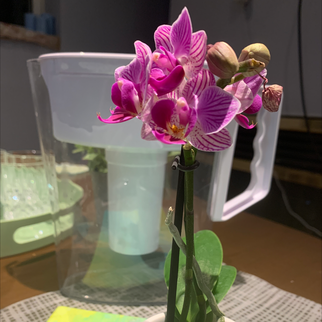 A healthy Phalaenopsis orchid with vibrant pink and white flowers.