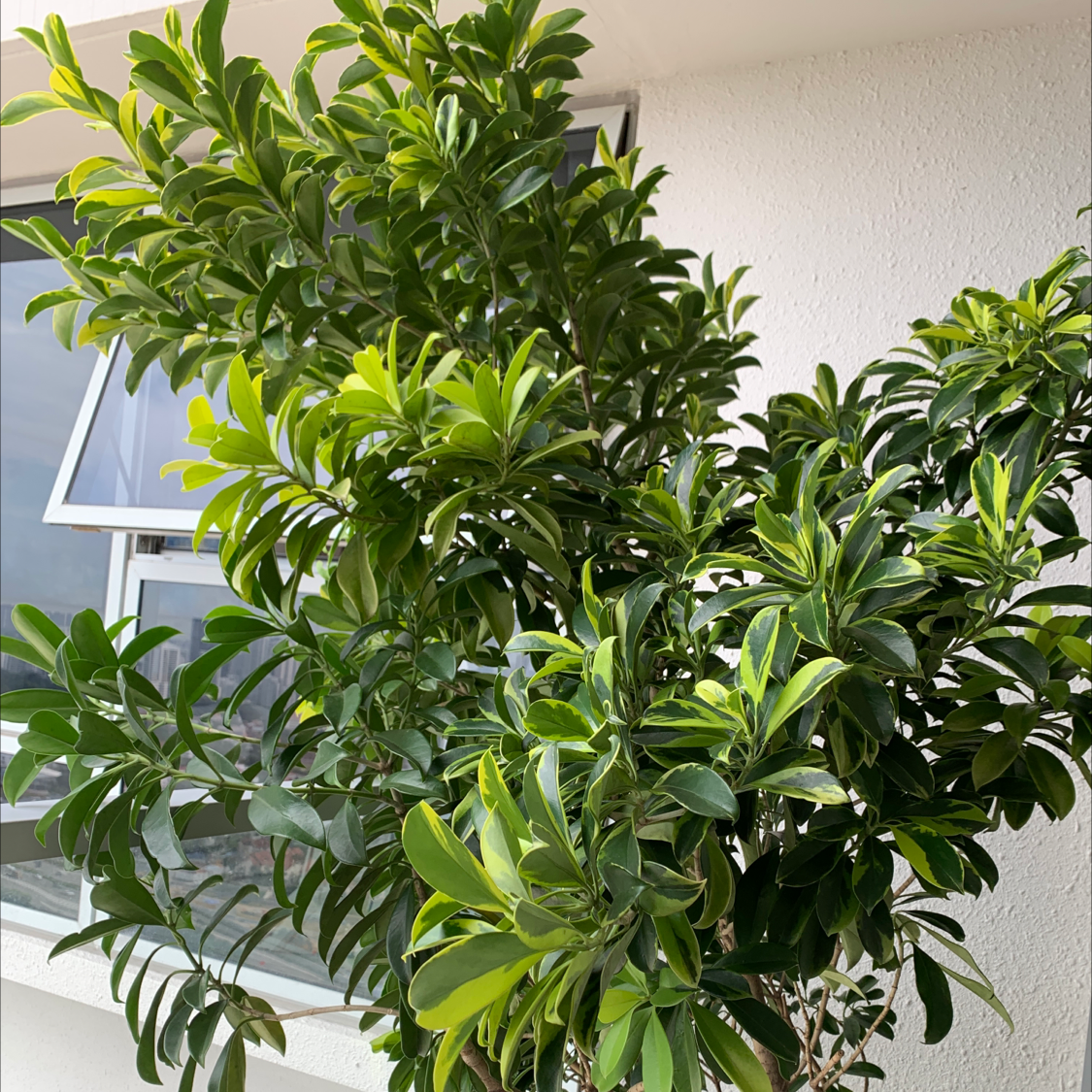 Photo of the plant species Fagraea ceilanica by @ianzjdp named Buffy B on Greg, the plant care app